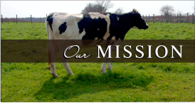 Hannahbells Tiny Hand-Made Cheese by Shy Brothers Farm